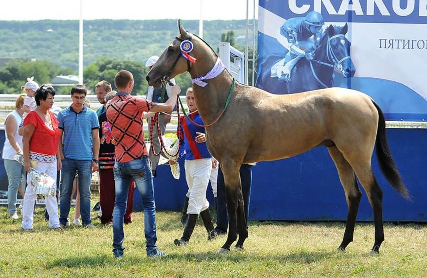 Akhaltekin Melebatyr Wins Again and Again